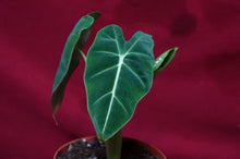 Load image into Gallery viewer, Alocasia Black Velvet 4" Pot