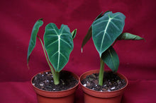 Load image into Gallery viewer, Alocasia Black Velvet 4" Pot