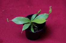 Load image into Gallery viewer, Nepenthes Diana 2" Pot