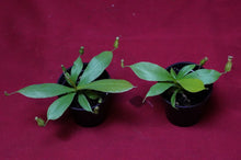 Load image into Gallery viewer, Nepenthes Diana 2" Pot