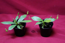 Load image into Gallery viewer, Nepenthes Diana 2" Pot