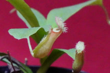 Load image into Gallery viewer, Nepenthes Diana 2" Pot