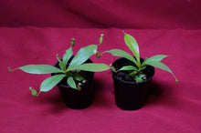 Load image into Gallery viewer, Nepenthes Diana 2" Pot