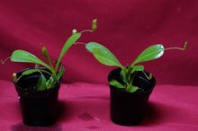 Load image into Gallery viewer, Nepenthes Briggsiana 2" Pot