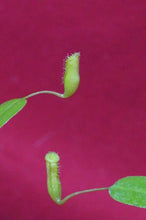 Load image into Gallery viewer, Nepenthes Briggsiana 2" Pot