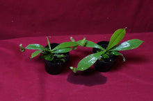 Load image into Gallery viewer, Nepenthes Hookeriana 2" Pot
