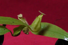Load image into Gallery viewer, Nepenthes Hookeriana 2" Pot