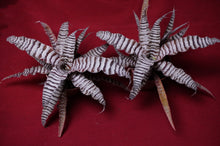Load image into Gallery viewer, Cryptanthus Absolute Zero