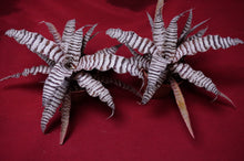 Load image into Gallery viewer, Cryptanthus Absolute Zero