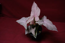 Load image into Gallery viewer, Syngonium Pink Perfection 4" Pot