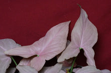 Load image into Gallery viewer, Syngonium Pink Perfection 4" Pot