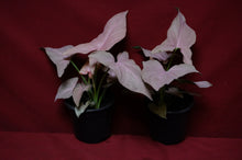 Load image into Gallery viewer, Syngonium Pink Perfection 4" Pot