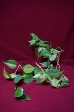 Load image into Gallery viewer, Reverted Philodendron Cream Splash 4" Hanging Basket
