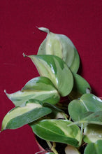 Load image into Gallery viewer, Reverted Philodendron Cream Splash 4" Hanging Basket