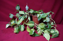 Load image into Gallery viewer, Reverted Philodendron Cream Splash 4" Hanging Basket