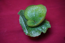 Load image into Gallery viewer, Platycerium Grande 02" Pot