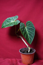 Load image into Gallery viewer, Philodendron Verrucosum Red Back 6" Pot