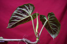 Load image into Gallery viewer, Philodendron Verrucosum Red Back 6" Pot