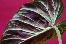 Load image into Gallery viewer, Philodendron Verrucosum Red Back 6" Pot