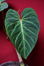 Load image into Gallery viewer, Philodendron Verrucosum Red Back 6" Pot