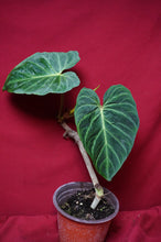 Load image into Gallery viewer, Philodendron Verrucosum Red Back 6" Pot