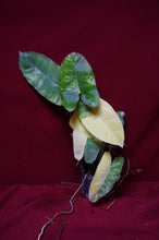 Load image into Gallery viewer, Philodendron Burle Marx Albo Variegated 4" Pot