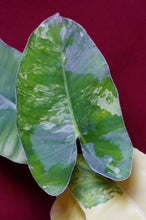 Load image into Gallery viewer, Philodendron Burle Marx Albo Variegated 4" Pot