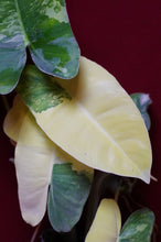 Load image into Gallery viewer, Philodendron Burle Marx Albo Variegated 4" Pot