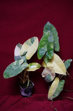Load image into Gallery viewer, Philodendron Burle Marx Albo Variegated 4" Pot