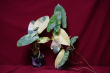 Load image into Gallery viewer, Philodendron Burle Marx Albo Variegated 4" Pot