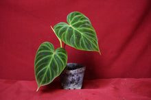 Load image into Gallery viewer, Philodendron Verrucosum "Dark" 4" Pot