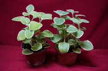 Load image into Gallery viewer, Cuban Oregano Variegated 4" Pot
