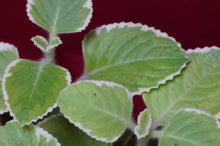 Load image into Gallery viewer, Cuban Oregano Variegated 4" Pot