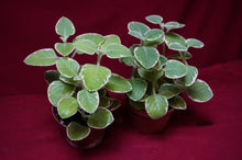 Load image into Gallery viewer, Cuban Oregano Variegated 4" Pot
