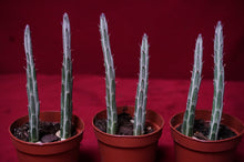 Load image into Gallery viewer, Senecio Stapeliiformis Pickle Plant 2" Pot