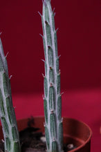 Load image into Gallery viewer, Senecio Stapeliiformis Pickle Plant 2" Pot