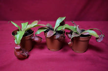Load image into Gallery viewer, Nepenthes Ventricosa x Ampullaria Black Miracle 2" Pot