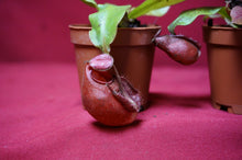 Load image into Gallery viewer, Nepenthes Ventricosa x Ampullaria Black Miracle 2" Pot