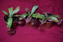 Load image into Gallery viewer, Nepenthes Ventricosa x Ampullaria Black Miracle 2" Pot