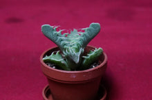 Load image into Gallery viewer, Faucaria Tuberculosa Tiger Jaws Succulent