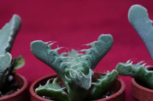 Load image into Gallery viewer, Faucaria Tuberculosa Tiger Jaws Succulent