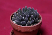 Load image into Gallery viewer, Sinocrassula Yunnanensis Black Sea Urchin Succulent