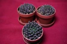 Load image into Gallery viewer, Sinocrassula Yunnanensis Black Sea Urchin Succulent