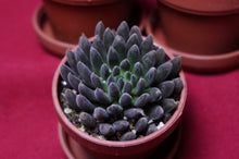 Load image into Gallery viewer, Sinocrassula Yunnanensis Black Sea Urchin Succulent