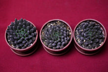 Load image into Gallery viewer, Sinocrassula Yunnanensis Black Sea Urchin Succulent