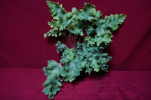 Load image into Gallery viewer, Phlebodium Aureum 'Davana' Footed Fern 4" Pot