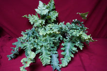 Load image into Gallery viewer, Phlebodium Aureum 'Davana' Footed Fern 4" Pot