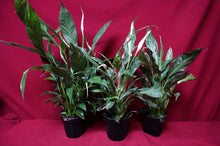 Load image into Gallery viewer, Variegated Peace Lily Spathiphyllum Domino 4" Pot