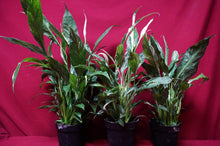 Load image into Gallery viewer, Variegated Peace Lily Spathiphyllum Domino 4" Pot