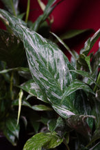 Load image into Gallery viewer, Variegated Peace Lily Spathiphyllum Domino 4" Pot